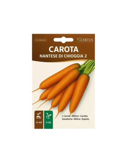 Carota nantese di chioggia2