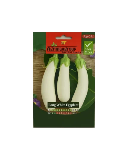 Long white eggplant